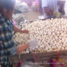 Fábrica de granja de ajo fresco chino en Shandong